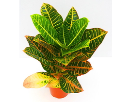 Croton norma petra m14 30/40cm                    