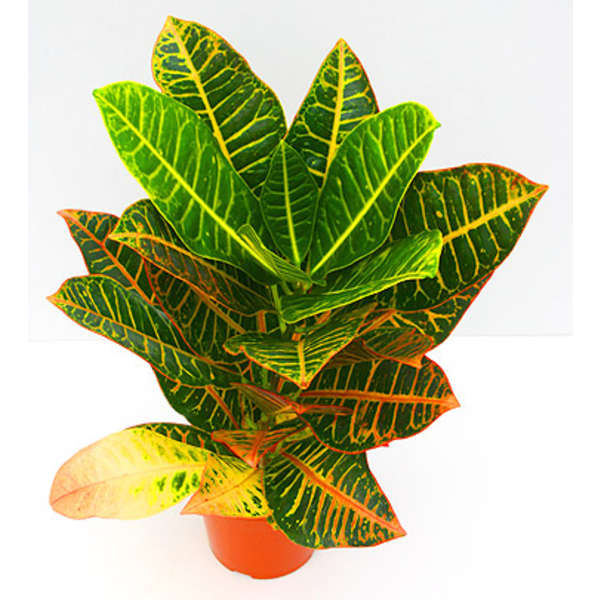 Croton norma petra m14 30/40cm                    