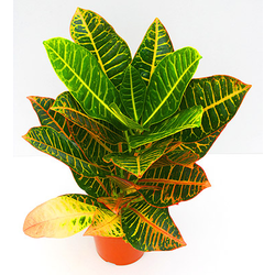 Croton norma petra m14 30/40cm                    