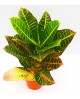 Croton norma petra m14 30/40cm                    