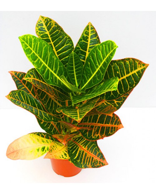 Croton norma petra m14 30/40cm                    