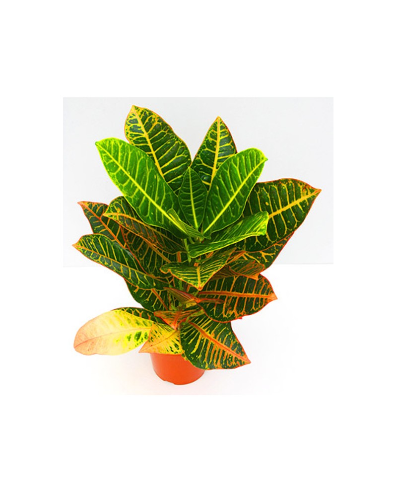Croton norma petra m14 30/40cm                    
