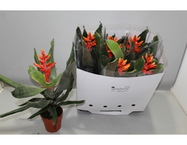 Billbergia pepita elegant flames m13              