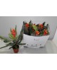 Billbergia pepita elegant flames m13              