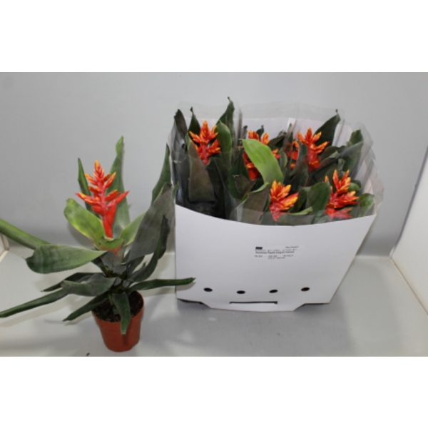 Billbergia pepita elegant flames m13              