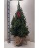Picea conica glauca m26 90/100                    