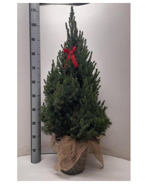 Picea conica glauca m26 90/100                    