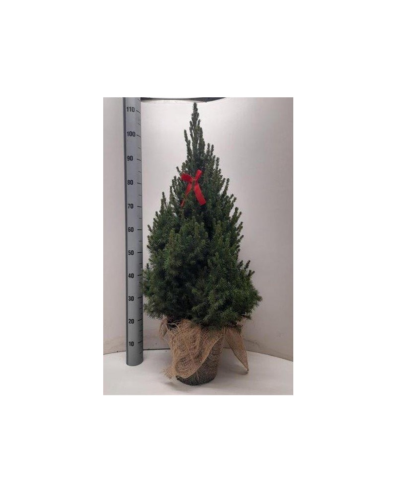 Picea conica glauca m26 90/100                    