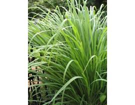 Cymbopogon citratus m13 (citronela)               