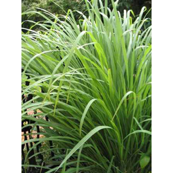 Cymbopogon citratus m13 (citronela)               