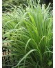 Cymbopogon citratus m13 (citronela)               