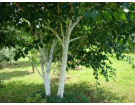 Betula alba 10/12 maceta                          