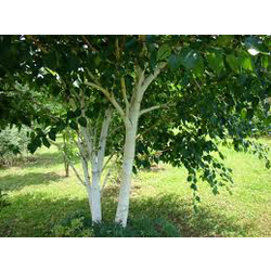 Betula alba 10/12 maceta                          