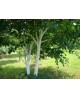 Betula alba 10/12 maceta                          