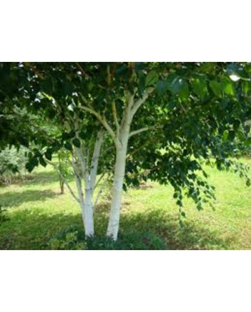 Betula alba 10/12 maceta                          