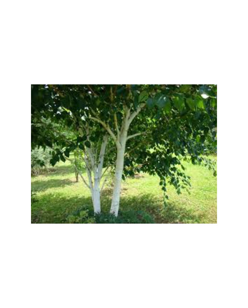 Betula alba 10/12 maceta                          
