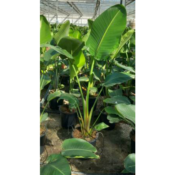 Sterlitzia augusta - nicolai m25 130/150cm        