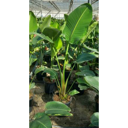 Sterlitzia augusta - nicolai m25 130/150cm        