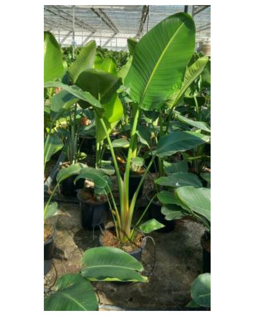 Sterlitzia augusta - nicolai m25 130/150cm        