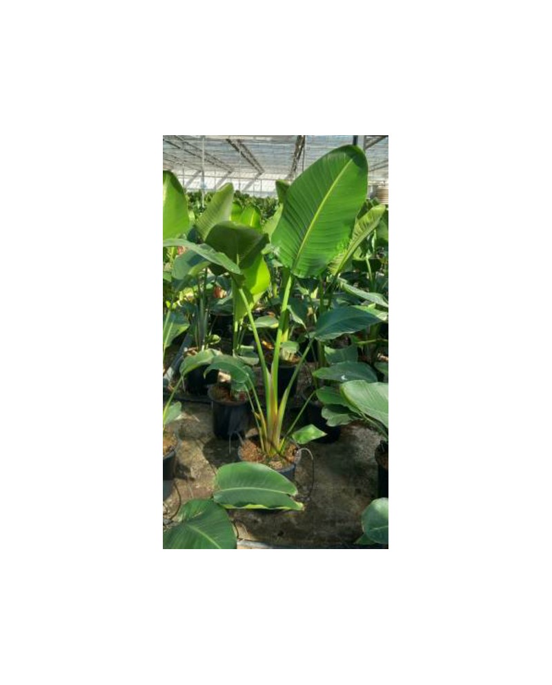 Sterlitzia augusta - nicolai m25 130/150cm        
