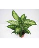 Dieffembachia exotica 13                          