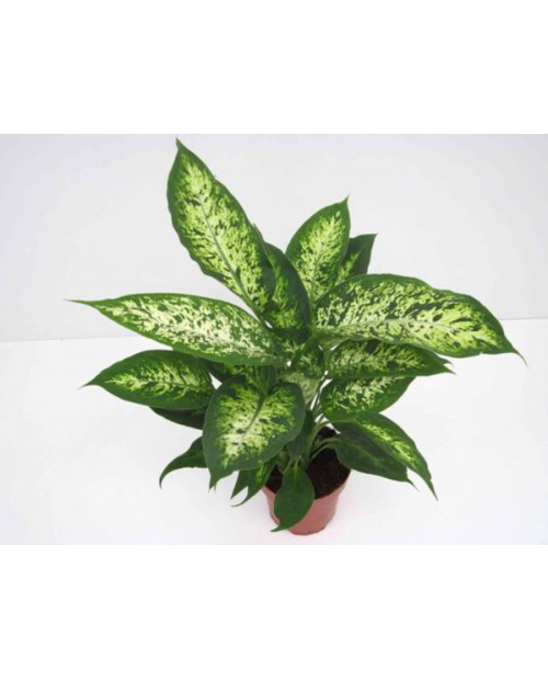 Dieffembachia exotica 13                          