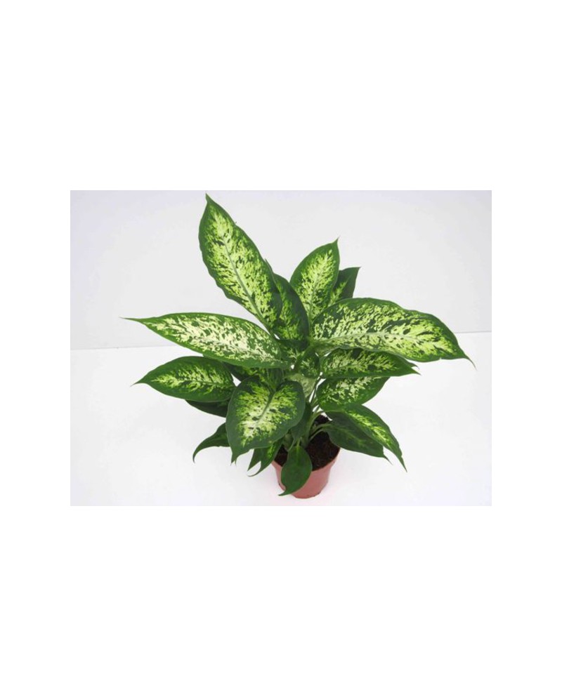 Dieffembachia exotica 17                          