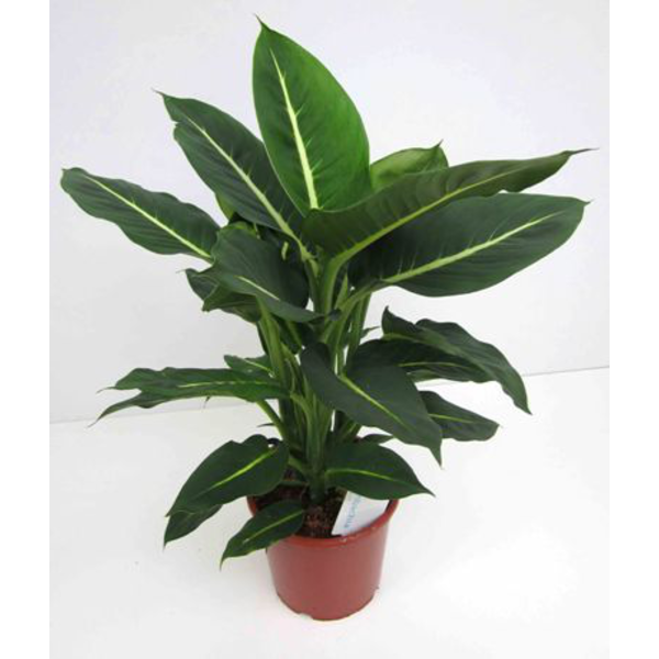 Dieffembachia hilo green magic m17                