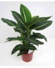 Dieffembachia hilo green magic m17                