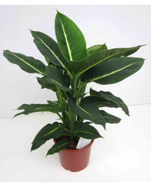 Dieffembachia hilo green magic m17                
