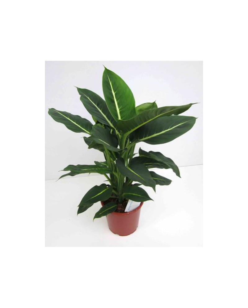 Dieffembachia hilo green magic m17                