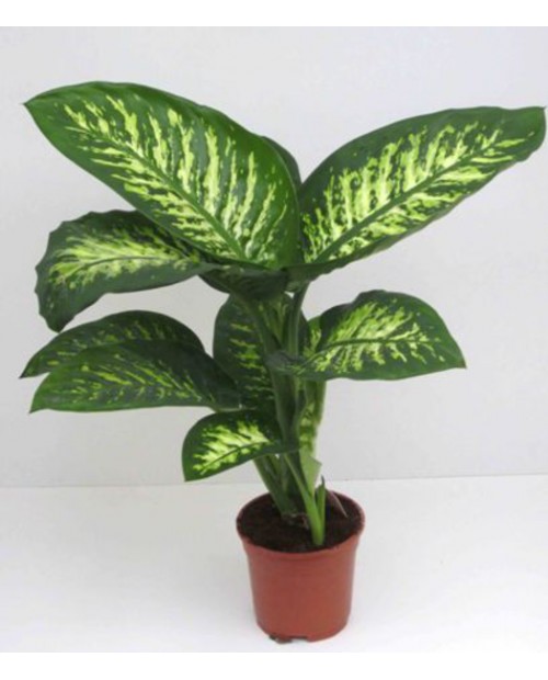 Dieffembachia tropik 17                           