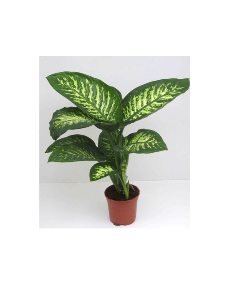 Dieffembachia tropik 17                           