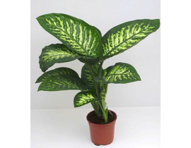 Dieffembachia tropik 24                           