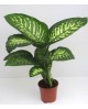 Dieffembachia tropik 24                           