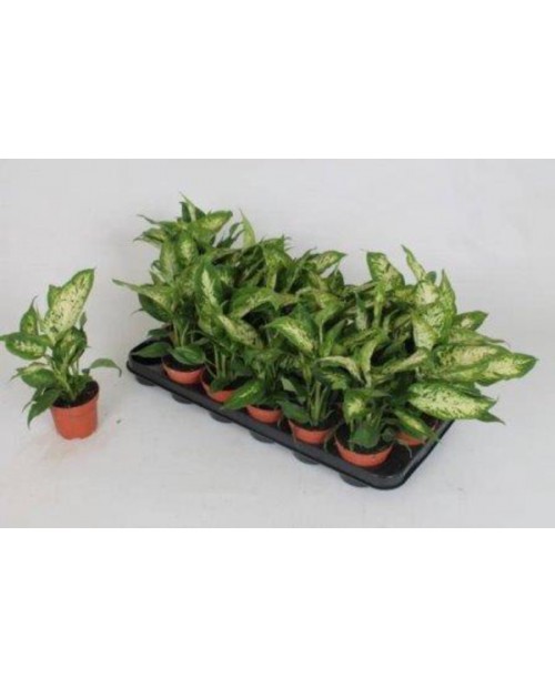 Dieffembachia mixta 9                             