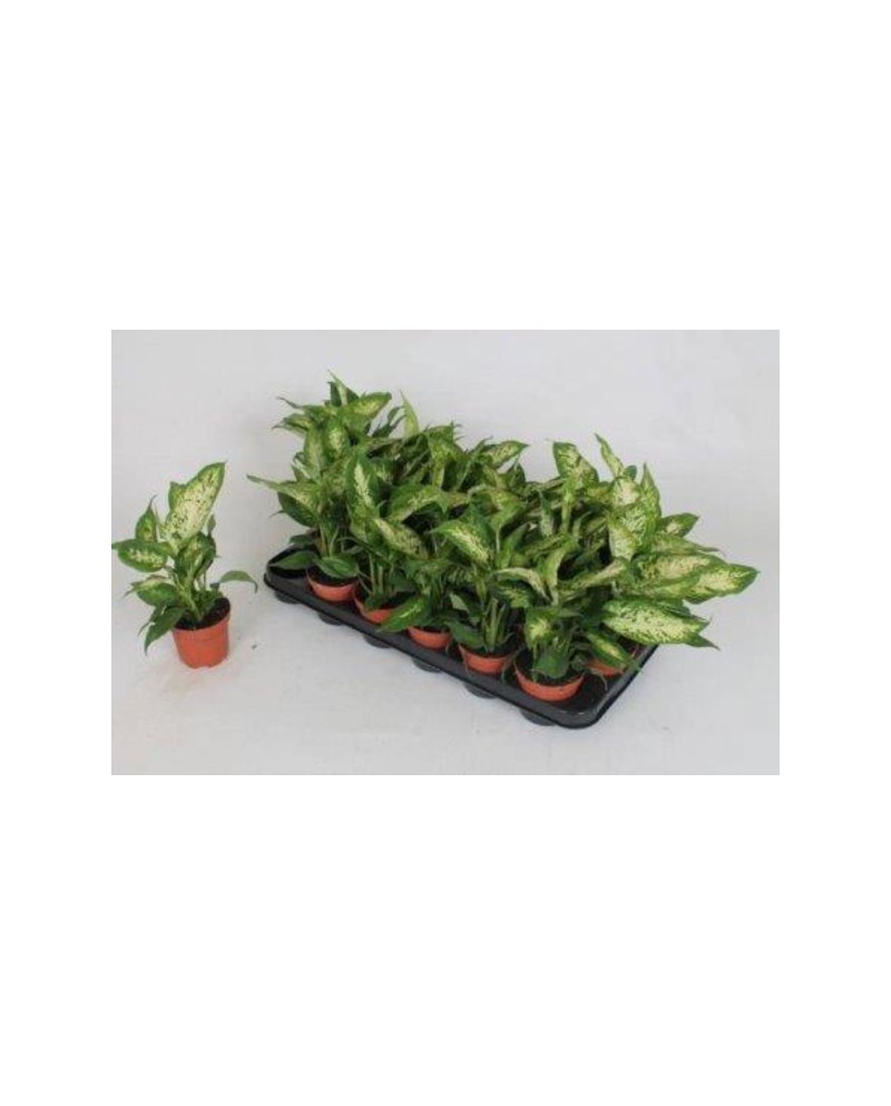 Dieffembachia mixta 9                             