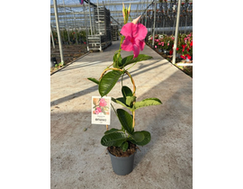 Dipladenia amabilis arco 70cm m17                 