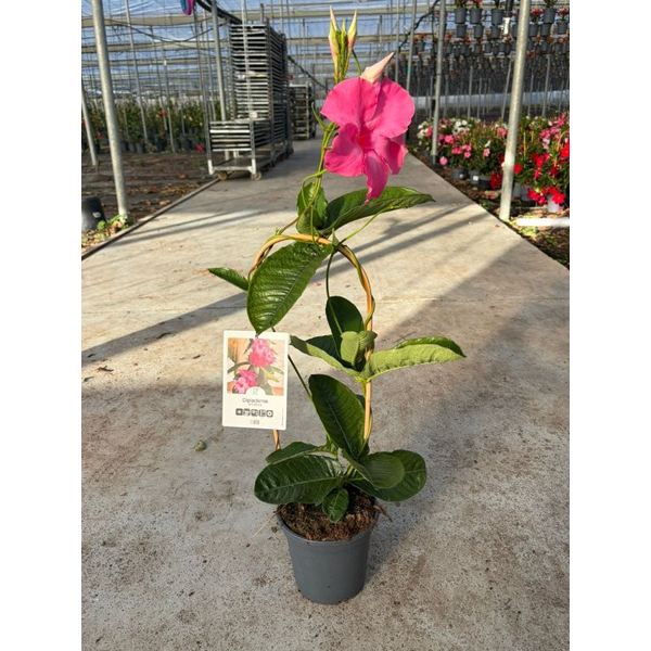 Dipladenia amabilis arco 70cm m17                 