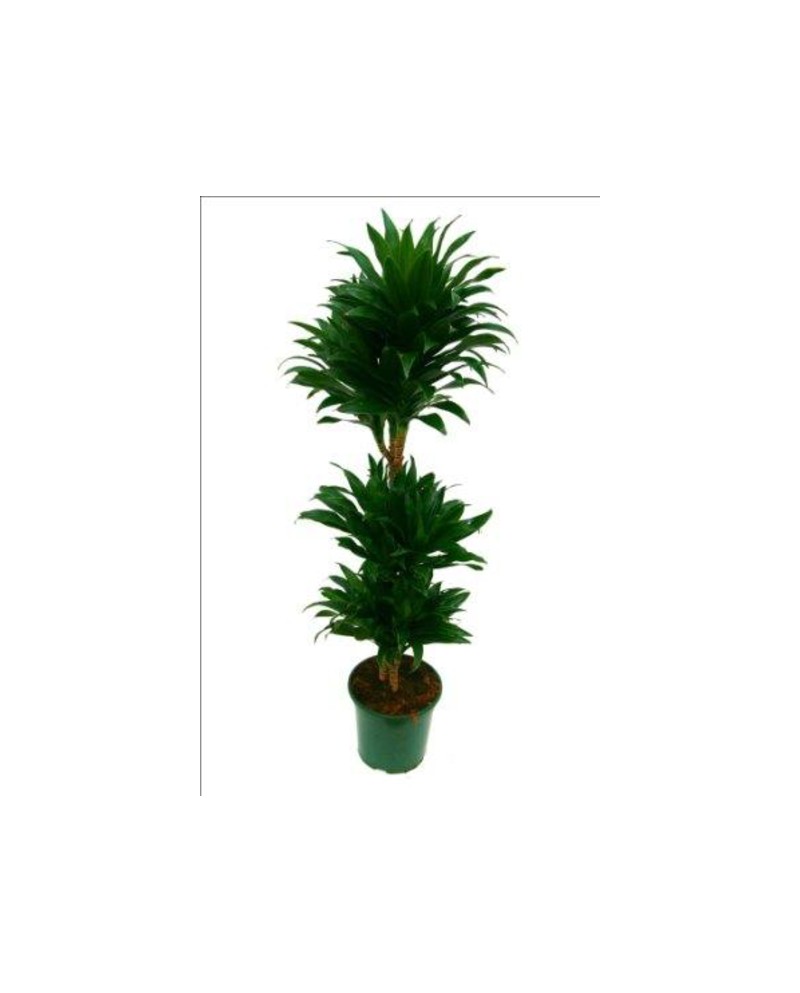 Dracaena compacta 15/45 m17                       