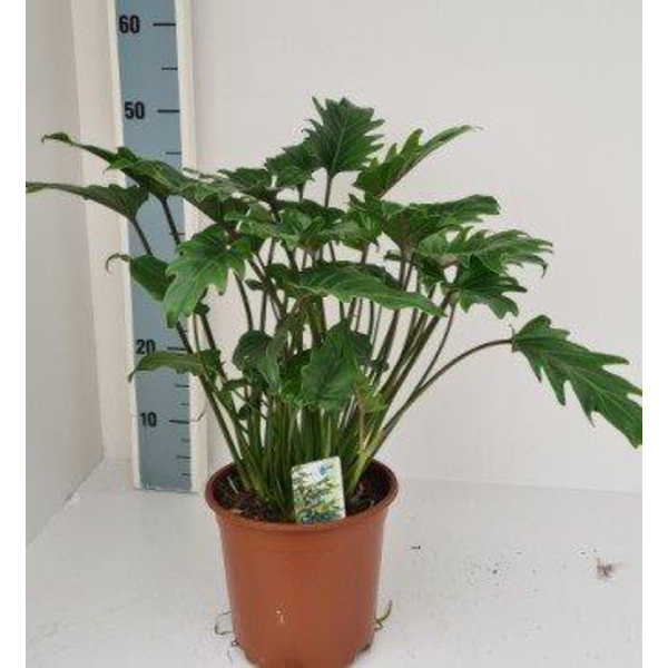 Philodendron xanadu m22                           