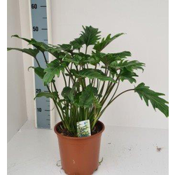 Philodendron xanadu m22                           