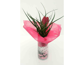 Glas poltrona tillandsia 16Ø                      
