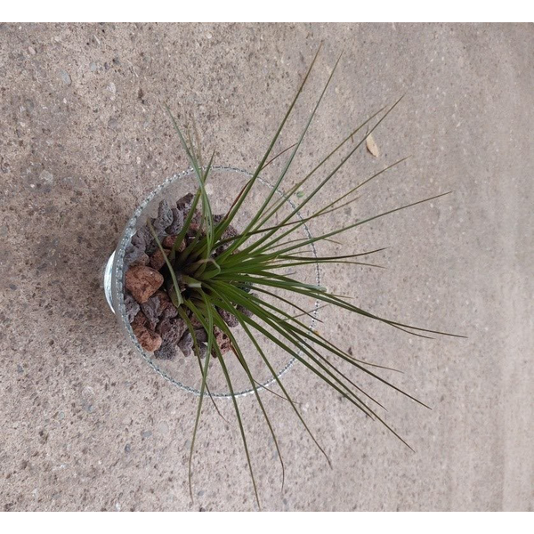Glas poltrona tillandsia 16Ø                      