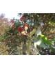 Eucalyptus ficifolia m25 125/150                  