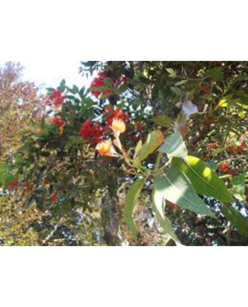 Eucalyptus ficifolia m25 125/150                  