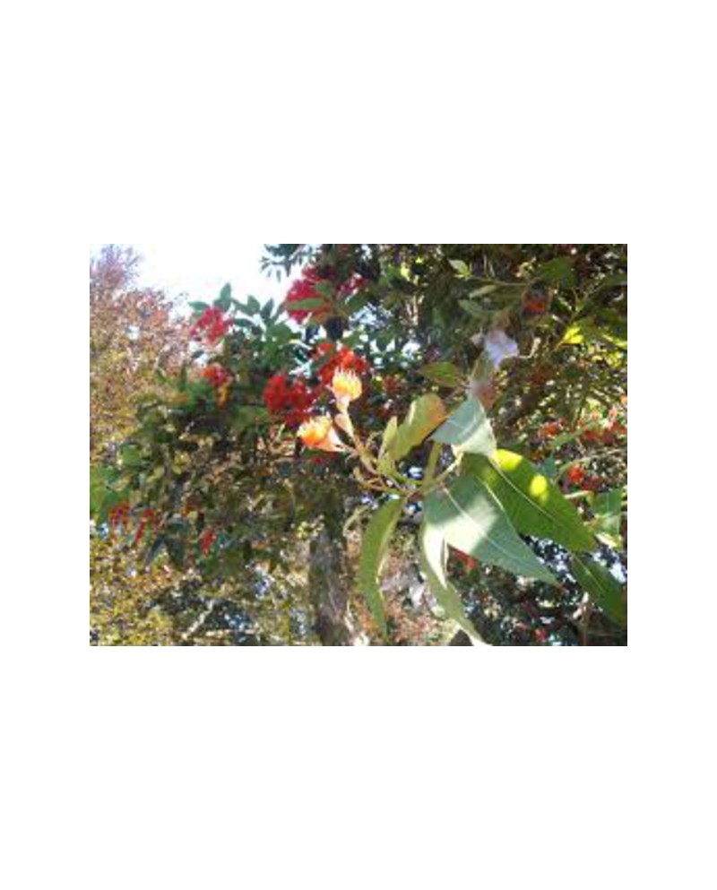Eucalyptus ficifolia m25 125/150                  