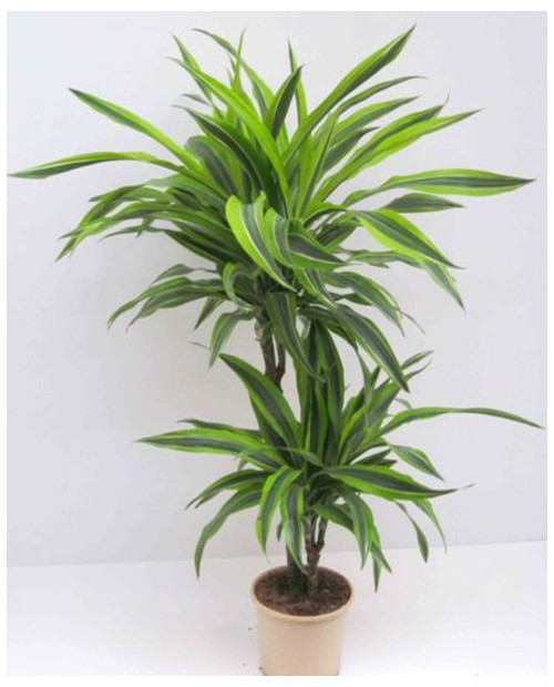 Dracaena deremensis 1tr m12                       