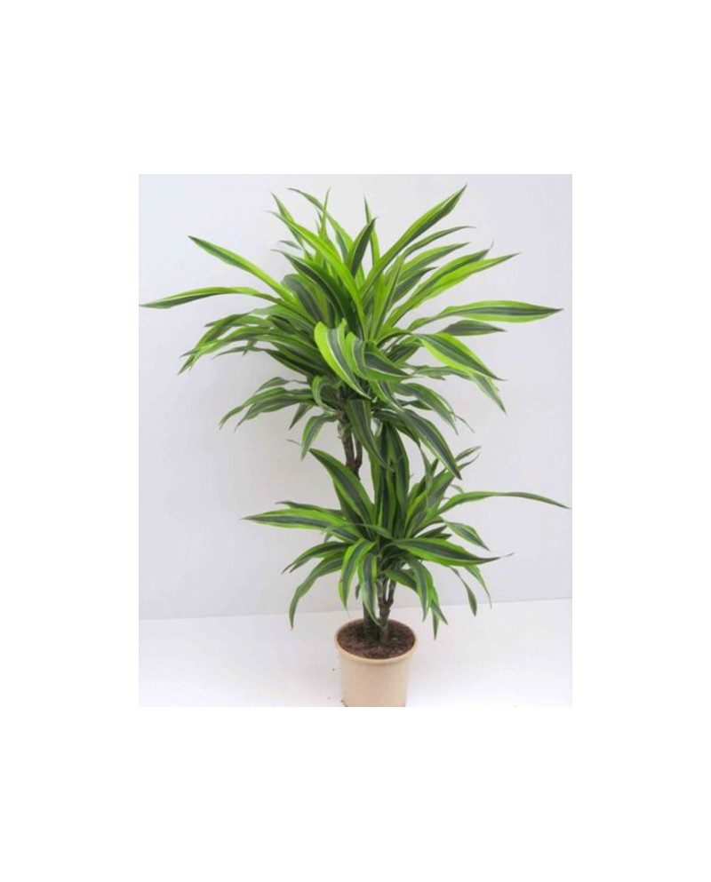 Dracaena deremensis 1tr m12                       