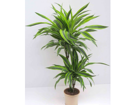 Dracaena deremensis 15/45 m17                     